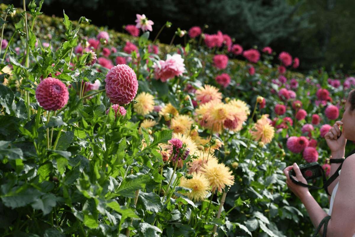 Things to do in East Cambridgeshire - gardens at Anglesey Abbey with colourful flowers