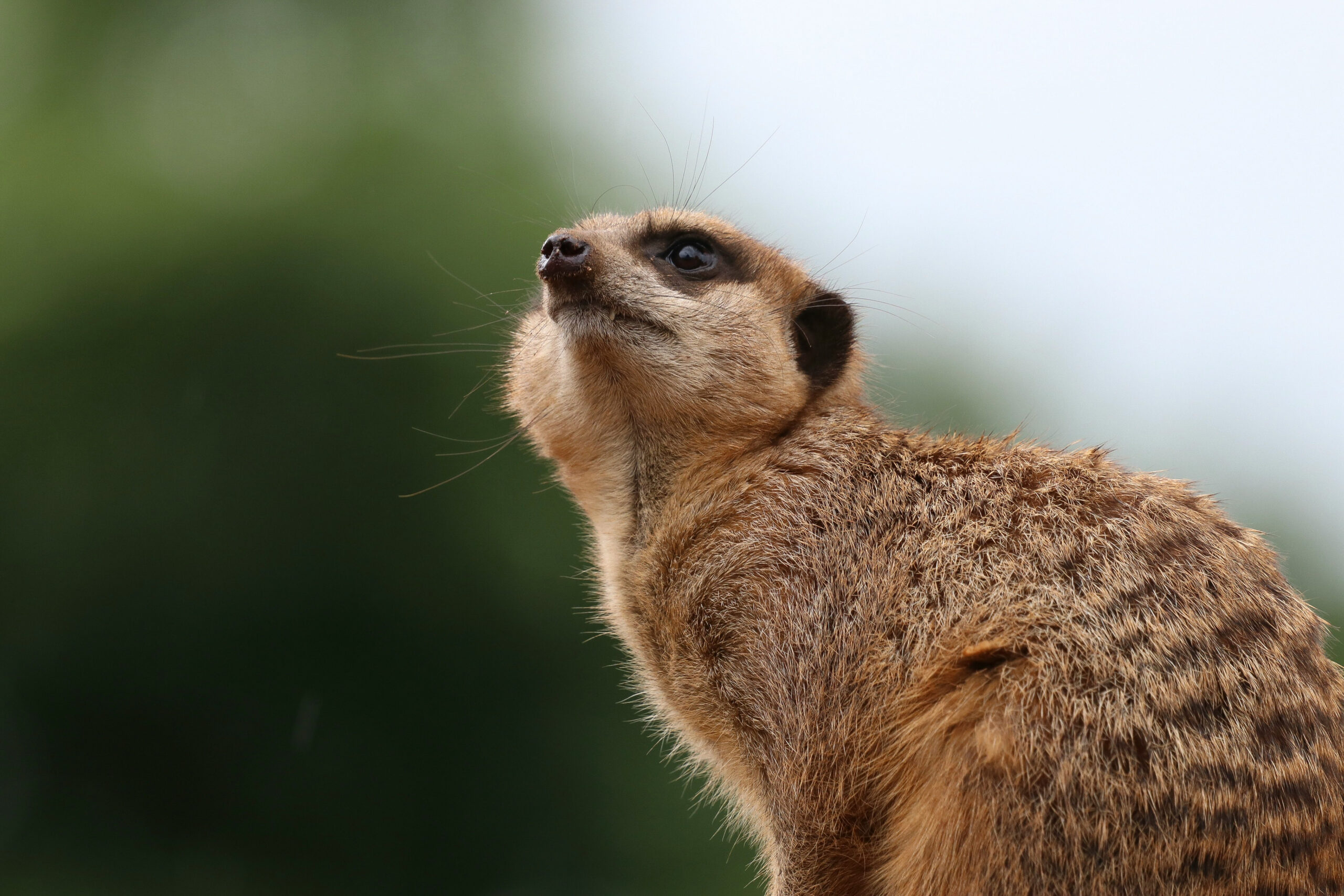 Things to do in East Cambridgeshire - Close up of a meerkat at South Angle Farm Park