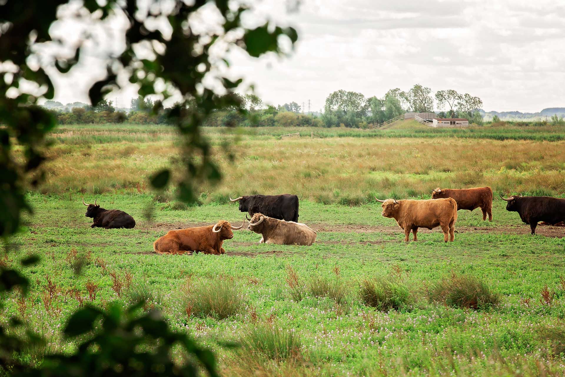 Things to do in East Cambridgeshire - Nature. Image of bulls in field