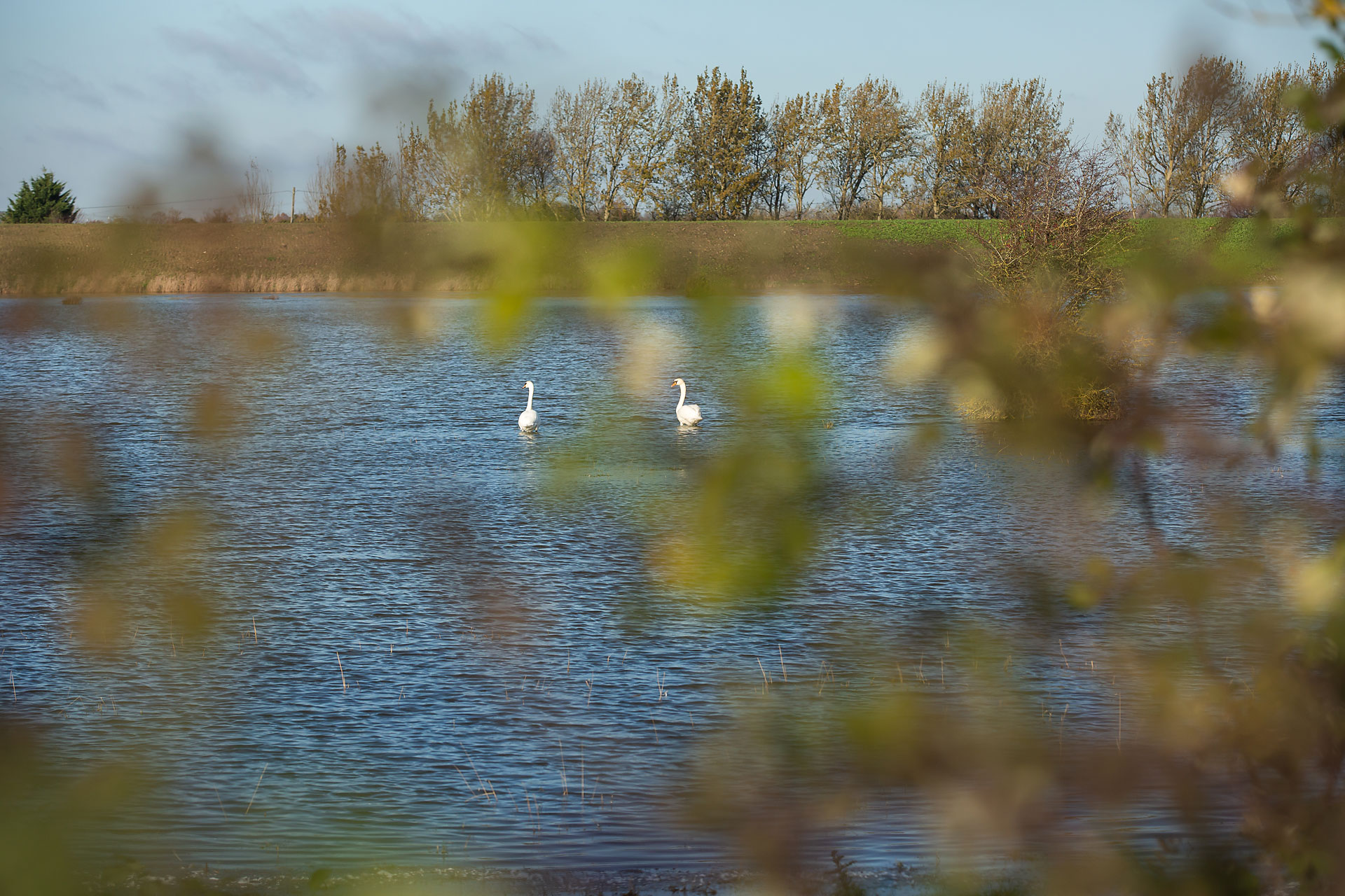 Things to do in East Cambridgeshire - Nature. Image of Swans on river through trees